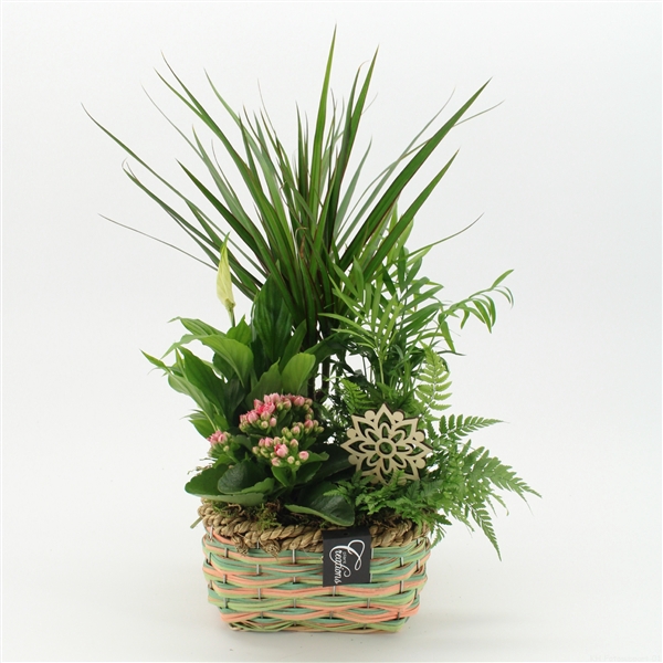 <h4>ESCR-2535RZ Essentials</h4>