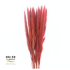 Dried Bleached Cortaderia Fluffy Red