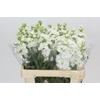 Matthiola Iron White