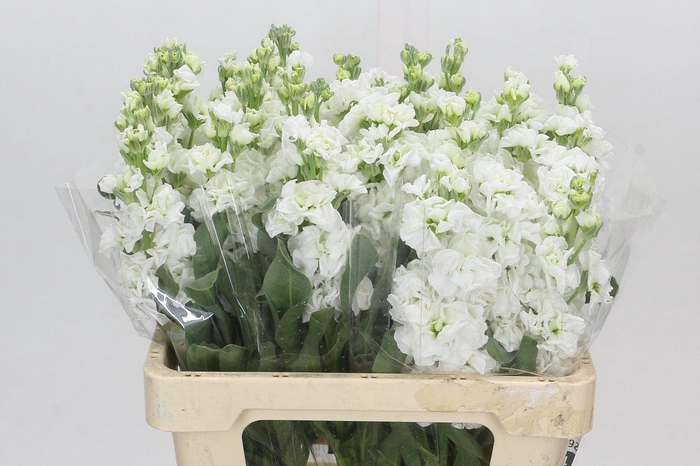<h4>Matthiola Iron White</h4>