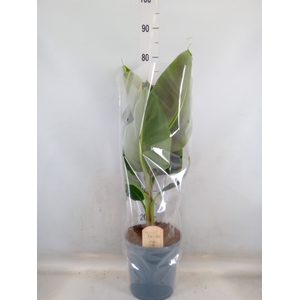 Musa  'Dwarf Cavendish'