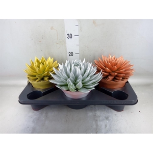 Echeveria  'Miranda'