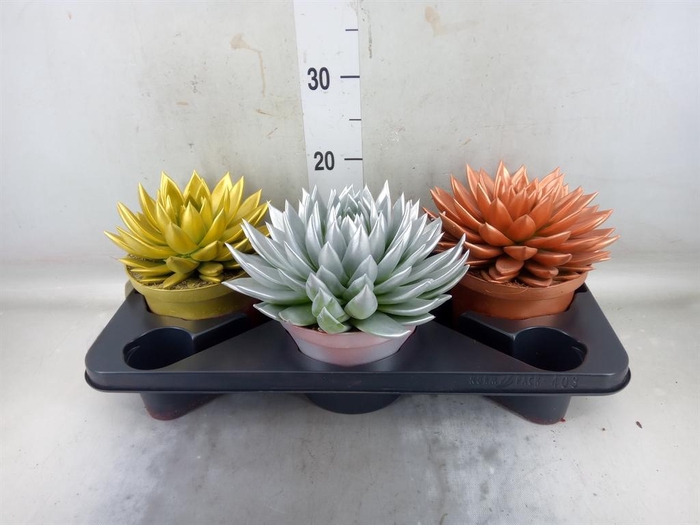 <h4>Echeveria  'Miranda'</h4>