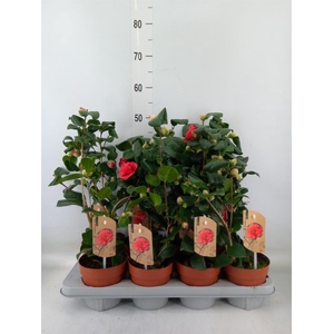 Camellia japonica 'Dr King'