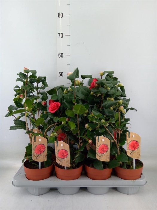 <h4>Camellia japonica 'Dr King'</h4>