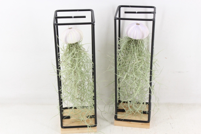 <h4>arr3 CP - Ijzer frame hang schelp</h4>