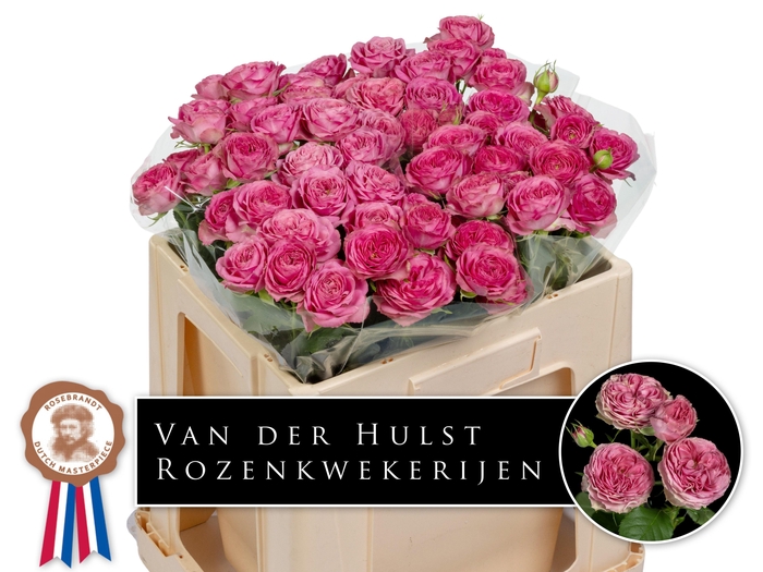 <h4>Rosa TR 'Paradox!'</h4>