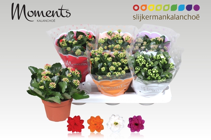 <h4>KAL GE GEM 4 KL</h4>