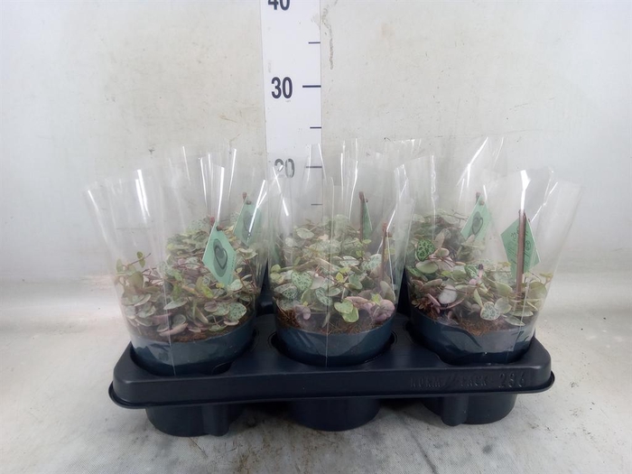 <h4>Ceropegia woodii 'Variegata'</h4>