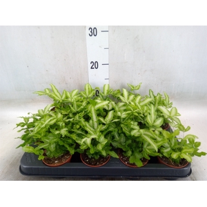 Pteris cretica 'Albolineata'