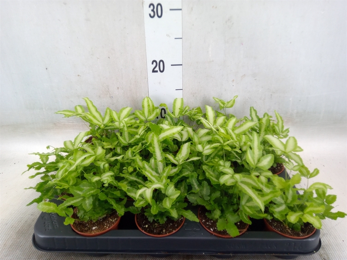 <h4>Pteris cretica 'Albolineata'</h4>