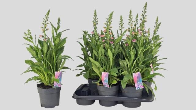 <h4>DIGI PANTHER</h4>