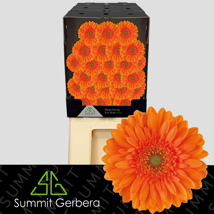 <h4>Germini Cuby Diamond</h4>