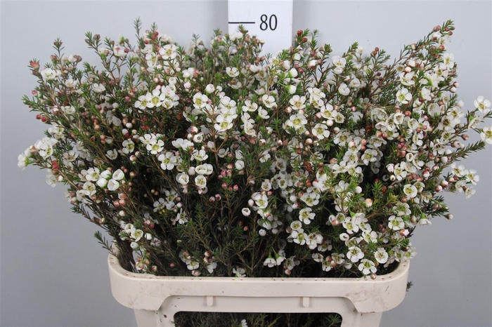 <h4>Chame Me Sirius</h4>