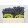 Eryngium Magical Blue Lagoon