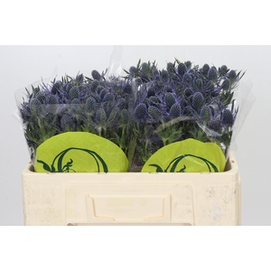 Eryngium Magical Blue Lagoon
