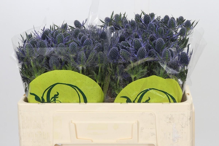 Eryngium Magical Blue Lagoon