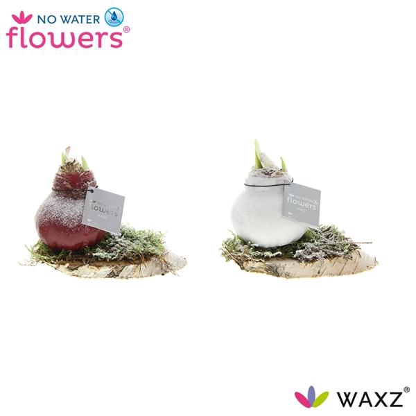 <h4>Hipp Waxz on Wood Snow</h4>