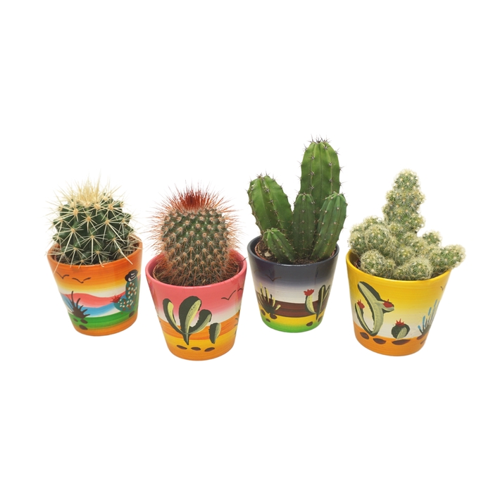 <h4>Cactus Gemengd Keramiek Decor</h4>