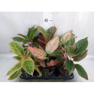 Aglaonema   ...