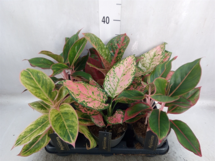 Aglaonema   ...