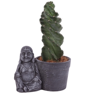Cactus Cereus Spiralis Ø12cm in Ceramic Sitting Buddha Ø21cm