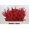 Ilex Rood