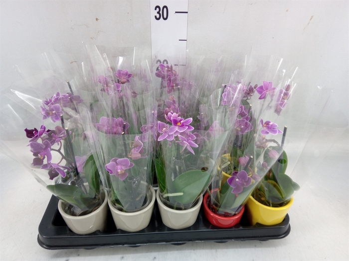 <h4>Phalaenopsis   ...mini mix</h4>