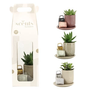 90756: Scents arrangement