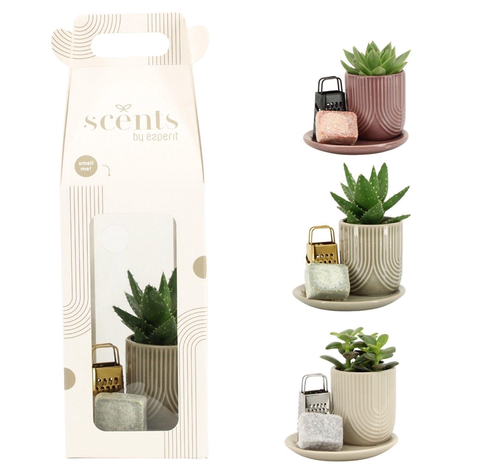 <h4>90756: Scents arrangement</h4>