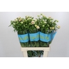Ranunculus Butterfly Ariadne
