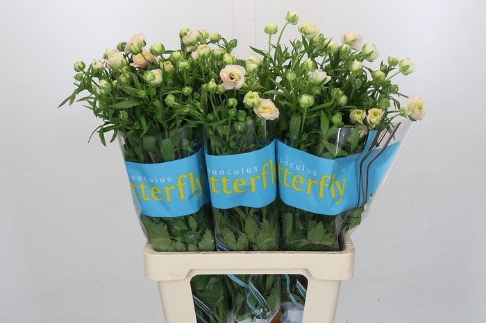<h4>Ranunculus Butterfly Ariadne</h4>