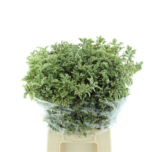 <h4>PITTOSPORUM BS</h4>