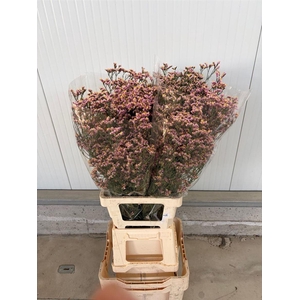 LIM S DARK PINK