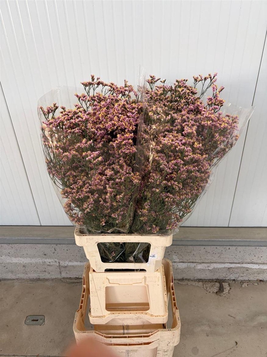 <h4>LIM S DARK PINK</h4>