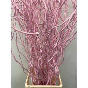 Salix Golden Curls Klb Licht Roze