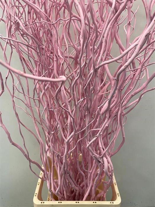 <h4>Salix Golden Curls Klb Licht Roze</h4>