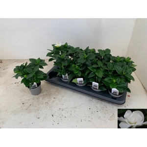 GARDENIA JASMINOIDES