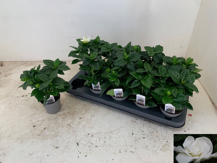 <h4>GARDENIA JASMINOIDES</h4>