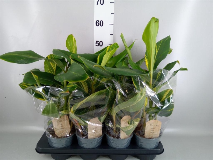 <h4>Alpinia zerumbet 'Variegata'</h4>