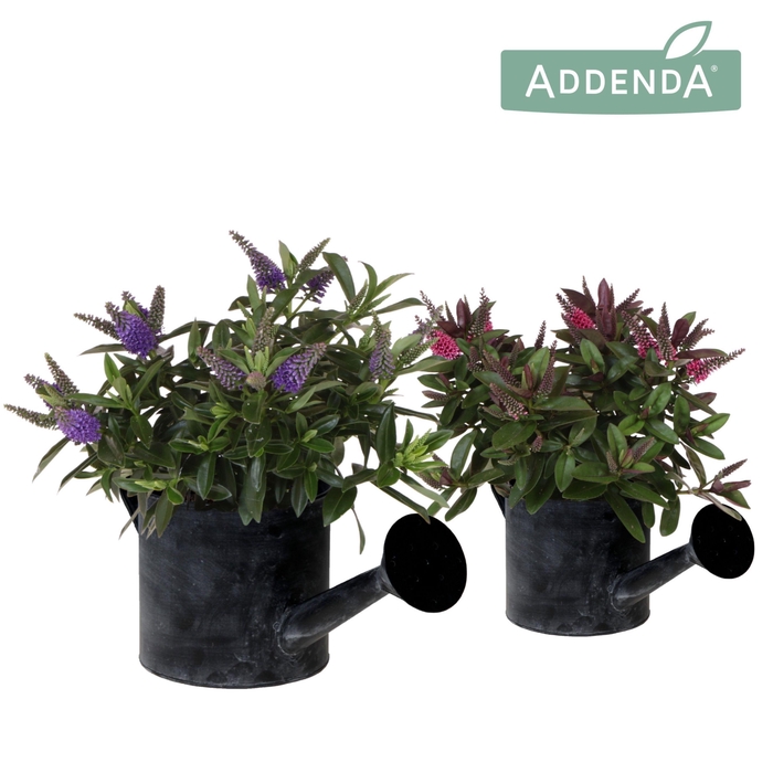 <h4>Hebe Addenda Donna mix in Watering Can pot</h4>