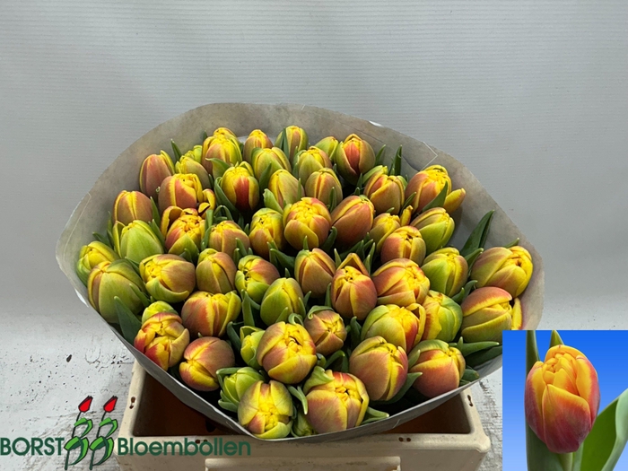 <h4>TU DU SHELL</h4>