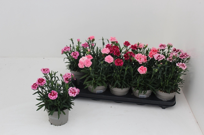 <h4>DIAN OSC GEM</h4>