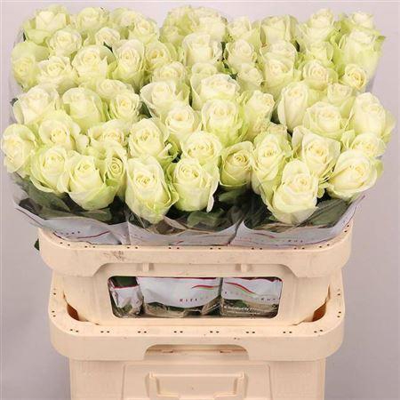 <h4>R Gr Snowstorm+</h4>