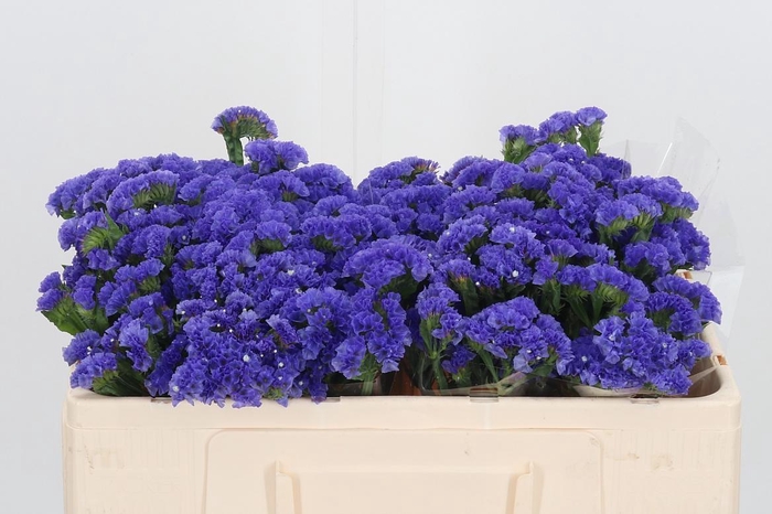 <h4>Lim S Midnight Wings</h4>