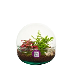 Wardians Terrarium - Earth small