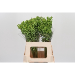 Lepidium Butterfly