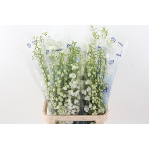 Delph Du Guard White