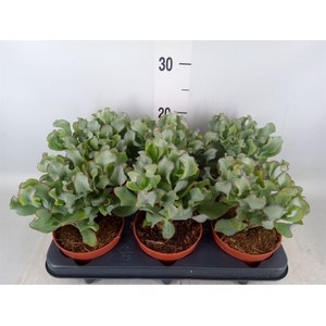 Crassula arborescens 'Petit Wave'