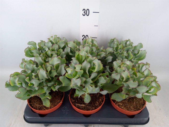 <h4>Crassula arborescens 'Petit Wave'</h4>